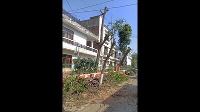 According to the complaint, a large number of trees in Block-E were allegedly cut down by the park management committee and some unidentified individuals for personal gain. (HT Photo)