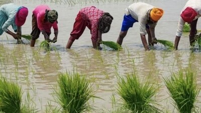 Punjab farmers’ inertia on crop diversification is well known. (Pic for representation) Punjab farmers’ inertia on crop diversification is well known. (Pic for representation)