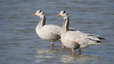 The Bar-headed geese are amongst the highest-flying birds in the world, flying over the Himalayas when they migrate (Neha Sinha)