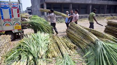 The council of ministers cleared an FRP of ₹340 per quintal of sugarcane for the sugar year beginning on October 1 2024. (ANI) The council of ministers cleared an FRP of ₹340 per quintal of sugarcane for the sugar year beginning on October 1 2024. (ANI)
