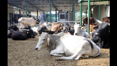 The state has roughly 1600 cow shelters housing around 270,000 cows. The state has roughly 1600 cow shelters housing around 270,000 cows.
