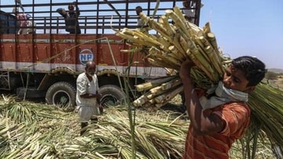 The Centre on Wednesday approved ‘Fair and Remunerative Price’ of sugarcane payable by sugar factories for sugar season 2024-25 The Centre on Wednesday approved ‘Fair and Remunerative Price’ of sugarcane payable by sugar factories for sugar season 2024-25