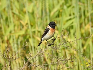The Siberian stonechat migrates to India from Central Asia. (Neha Sinha) The Siberian stonechat migrates to India from Central Asia. (Neha Sinha)