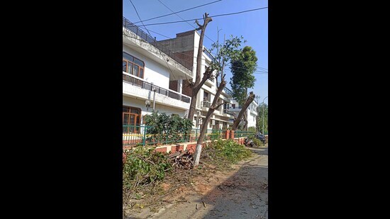 According to the complaint, a large number of trees in Block-E were allegedly cut down by the park management committee and some unidentified individuals for personal gain. (HT Photo)