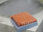 (FILES) A scientific researcher handles frozen embryonic stem cells in a laboratory, at the University of Sao Paulo's human genome research center, in Sao Paulo, Brazil, on March 4, 2008. (FILES) A scientific researcher handles frozen embryonic stem cells in a laboratory, at the University of Sao Paulo's human genome research center, in Sao Paulo, Brazil, on March 4, 2008.