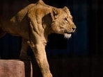 The five-year-old Asiatic lioness was brought to the Siliguri zoo from Tripura’s Sepahijala Zoological Park (Representative Photo)