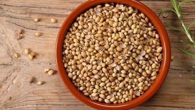 Dhania seeds have anti-inflammatory and antimicrobial properties – this helps in reducing inflammation and pain during UTI. (Unsplash) Dhania seeds have anti-inflammatory and antimicrobial properties – this helps in reducing inflammation and pain during UTI. (Unsplash)