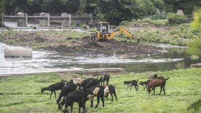 A maximum number of species was recorded at Vitthalwadi (100 species) followed by Khadakwasla (93 species). The lowest species richness was recorded at Sambhaji Udyan’s backside area (60 species) which is a highly disturbed area with poor microhabitat diversity. (HT File Photo) A maximum number of species was recorded at Vitthalwadi (100 species) followed by Khadakwasla (93 species). The lowest species richness was recorded at Sambhaji Udyan’s backside area (60 species) which is a highly disturbed area with poor microhabitat diversity. (HT File Photo)
