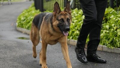 Joe Biden's dog Commander (AP) Joe Biden's dog Commander (AP)
