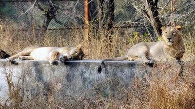 Jaipur, Dec 19 (ANI): (ANI): A lion couple seen inside their enclosure, at Nahargarh Biological Park in Jaipur on Monday. (ANI Photo) (Ashok Sharma) Jaipur, Dec 19 (ANI): (ANI): A lion couple seen inside their enclosure, at Nahargarh Biological Park in Jaipur on Monday. (ANI Photo) (Ashok Sharma)