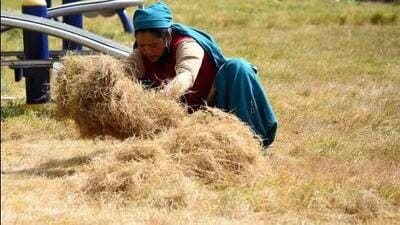 Kangra deputy director (agriculture) Rahul Katoch, said, “Because of the recent wet spells, the wheat crop is in recovery stage (HT File)