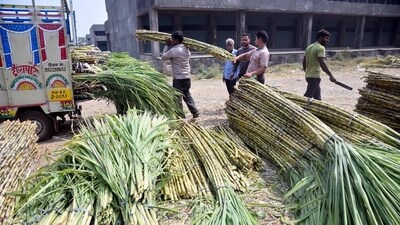 The council of ministers cleared an FRP of ₹340 per quintal of sugarcane for the sugar year beginning on October 1 2024. (ANI) The council of ministers cleared an FRP of ₹340 per quintal of sugarcane for the sugar year beginning on October 1 2024. (ANI)