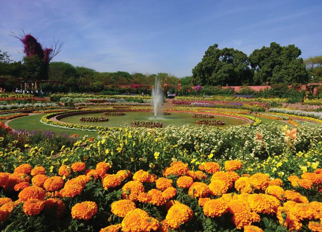 Spring flowers begin blooming across Delhi as the weather becomes warmer. (Shutterstock) Spring flowers begin blooming across Delhi as the weather becomes warmer. (Shutterstock)