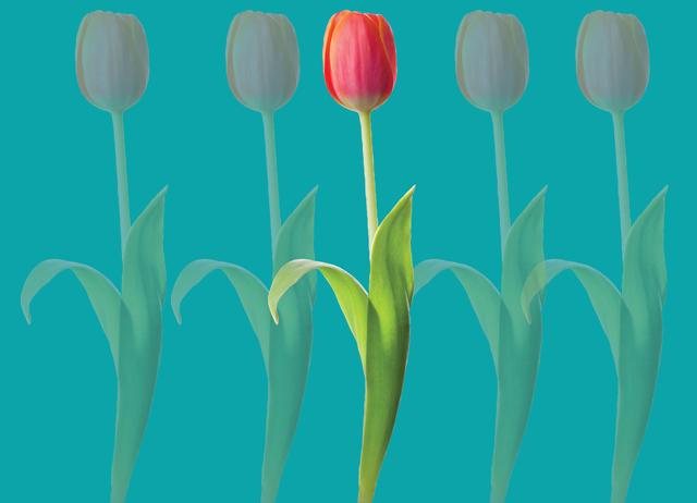 This year, the star of the spring season in Delhi has been the tulip. (Shutterstock) This year, the star of the spring season in Delhi has been the tulip. (Shutterstock)