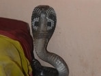 Snake bites cause thousands of deaths every year, especially in India and sub-Saharan Africa. (HT file photo)