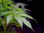 The changes will leave Germany with some of the most liberal cannabis laws in Europe.