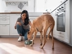 Nutritional guidelines for feeding your beloved pets