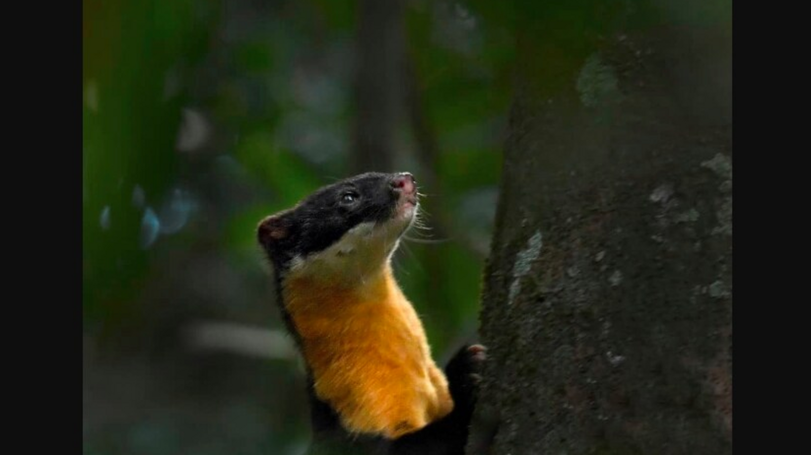 Endangered Nilgiri Marten with yellow-coloured throat leaves people surprised - Vimarsana News