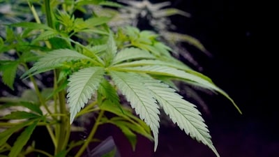 The changes will leave Germany with some of the most liberal cannabis laws in Europe. (AP) The changes will leave Germany with some of the most liberal cannabis laws in Europe. (AP)