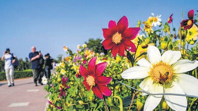 New Delhi, India - Feb. 23, 2024: Visitors gather in large numbers to witness Spring Seasons at Rajghat in New Delhi, India, on Friday, February 23, 2024. (Photo by Raj K Raj/ Hindustan Times) (Hindustan Times)