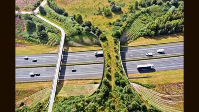 The Ecoduct De Borkeld in the Netherlands. (Adobe Stock) The Ecoduct De Borkeld in the Netherlands. (Adobe Stock)