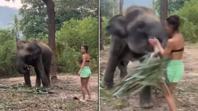 The image shows an elephant attacking a woman. (X/@PicturesFoIder)