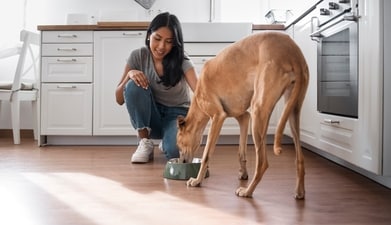 Nutritional guidelines for feeding your beloved pets (Freepik) Nutritional guidelines for feeding your beloved pets (Freepik)