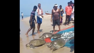 Tamil Nadu fishermen releasing turtles back into the waters. (X/@supriyasahuias) Tamil Nadu fishermen releasing turtles back into the waters. (X/@supriyasahuias)