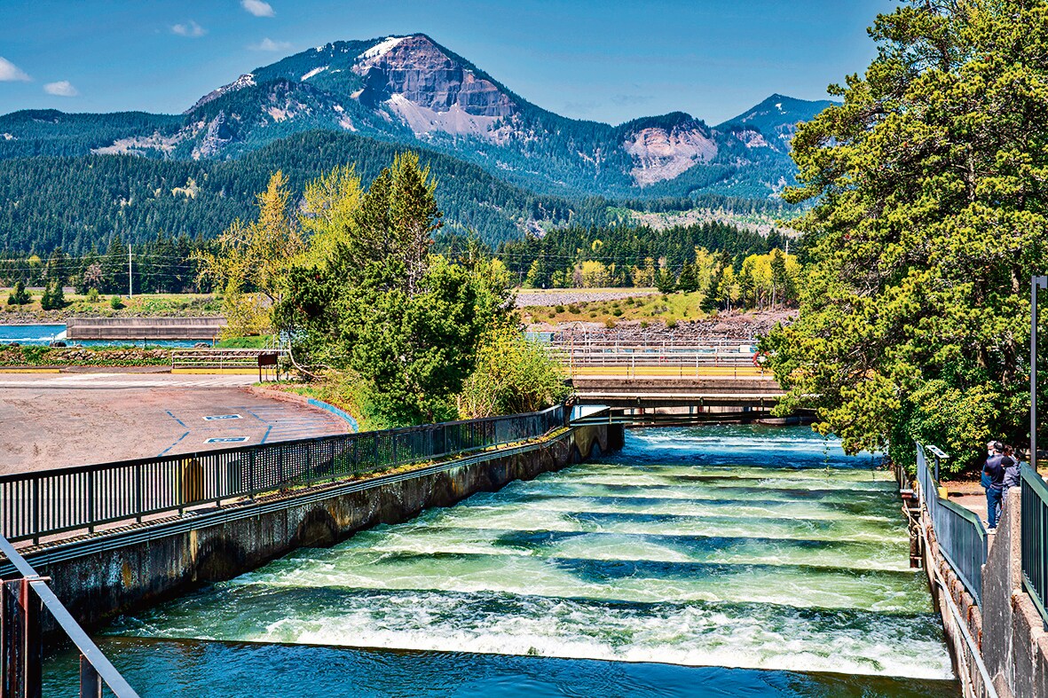 A fish ladder at Bonneville Dam, USA, ferries salmon. (Adobe Stock) A fish ladder at Bonneville Dam, USA, ferries salmon. (Adobe Stock)