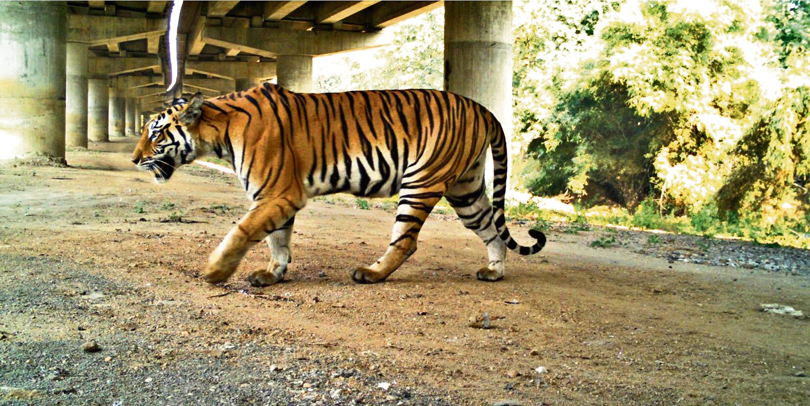 The wildlife bridge along NH44 in India is used by about 18 species, including tigers. (Wildlife Institute of India) The wildlife bridge along NH44 in India is used by about 18 species, including tigers. (Wildlife Institute of India)