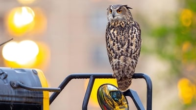This photo provided by David Lei shows Flaco the owl, April 28, 2023, in New York. Courtesy David Lei via AP) (AP) This photo provided by David Lei shows Flaco the owl, April 28, 2023, in New York. Courtesy David Lei via AP) (AP)