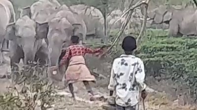 The image shows a man trying to poke an elephant with a stick. (X/@Airawat) The image shows a man trying to poke an elephant with a stick. (X/@Airawat)