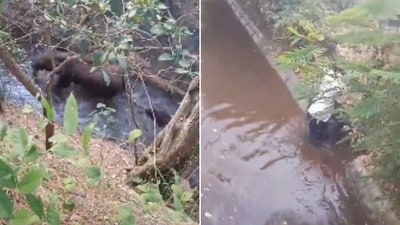 The image shows the elephant baby with its mother after being rescued by forest officials. (X/@supriyasahuias) The image shows the elephant baby with its mother after being rescued by forest officials. (X/@supriyasahuias)