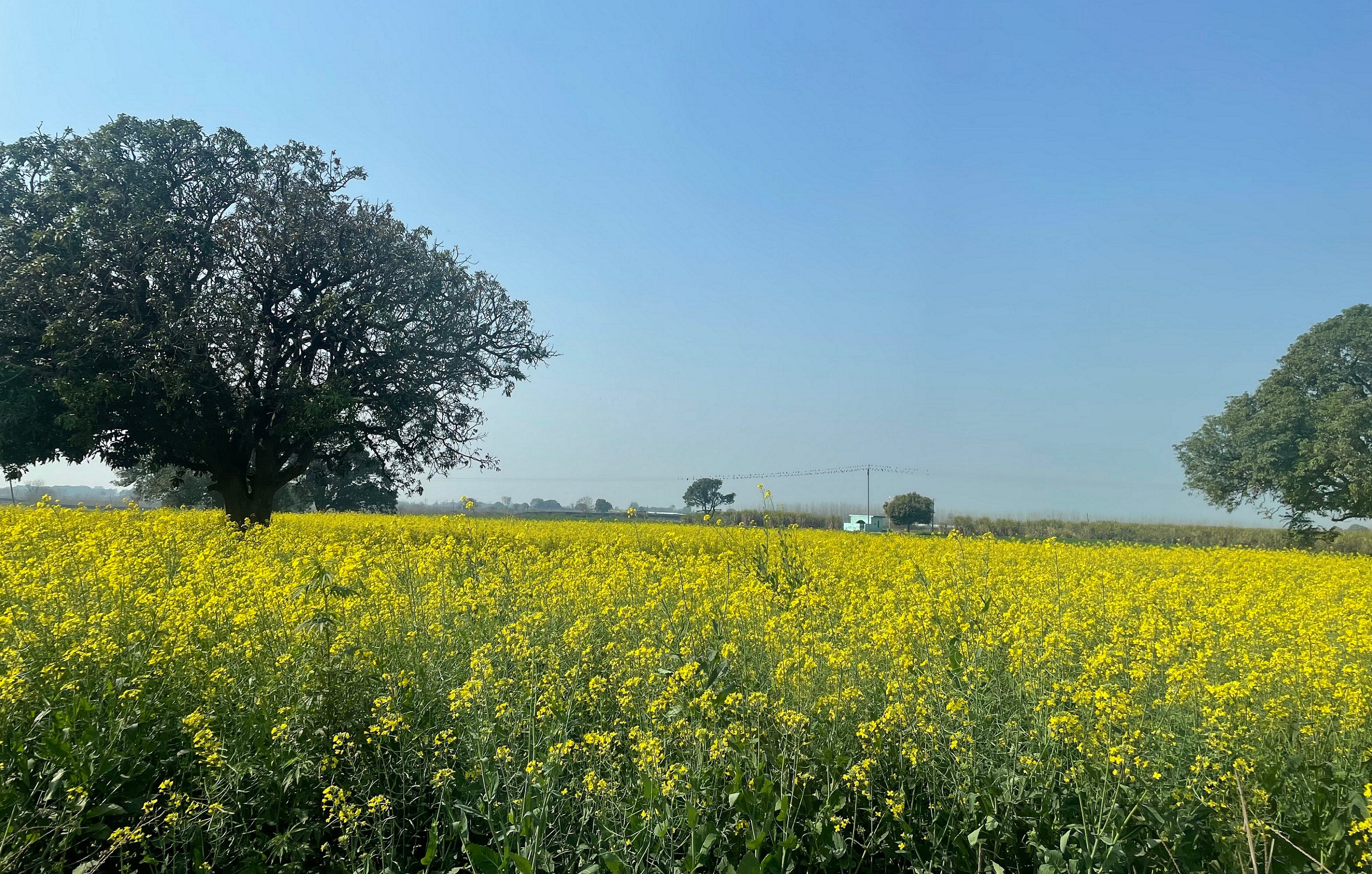 Mustard ripens in the Shivalik foothills near Mirzapur dam. (PHOTO: HEMANI SINGH) Mustard ripens in the Shivalik foothills near Mirzapur dam. (PHOTO: HEMANI SINGH)