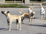 According to the recently released Bihar Economic Survey (2023-24), dog bite cases in the state have increased by more than 20 times compared with previous year. 