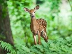 Scientists are still looking into if the zombie deer diseases can be transmitted to humans. Scientists are still looking into if the zombie deer diseases can be transmitted to humans.