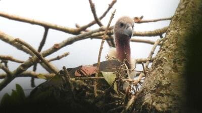 Captive-bred white backed vulture in West Bengal’s Rajabhatkhawa wildlife sanctuary (West Bengal forest department Photo) Captive-bred white backed vulture in West Bengal’s Rajabhatkhawa wildlife sanctuary (West Bengal forest department Photo)