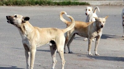 According to the recently released Bihar Economic Survey (2023-24), dog bite cases in the state have increased by more than 20 times compared with previous year. (File photo) According to the recently released Bihar Economic Survey (2023-24), dog bite cases in the state have increased by more than 20 times compared with previous year. (File photo)