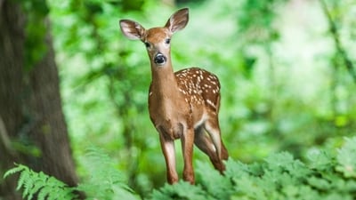 Scientists are still looking into if the zombie deer diseases can be transmitted to humans.