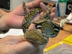 Scientists have developed an antibody that can block the effects of toxins in the venoms from a wide variety of snakes. (AFP)