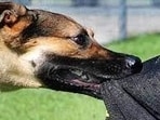 A dog owner in Delhi thrashed an auto-rickshaw driver and got him bitten multiple times by his dog when the latter asked him to keep the pet on a leash (Representational picture) A dog owner in Delhi thrashed an auto-rickshaw driver and got him bitten multiple times by his dog when the latter asked him to keep the pet on a leash (Representational picture)
