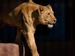 The five-year-old Asiatic lioness was brought to the Siliguri zoo from Tripura’s Sepahijala Zoological Park. (Representative Photo)