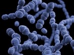 Sight loss in certain inherited eye illnesses may be caused by gut bacteria and could be treated with antimicrobials, according to a new study in mice conducted by a UCL and Moorfields researcher.