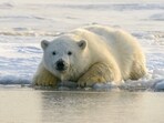 Celebrate International Polar Bear Day on February 27 to raise awareness of the urgent need to protect polar bears and their Arctic habitat.(Unsplash)