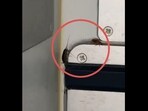 Cockroaches crawling in the food area of an IndiGo flight. Cockroaches crawling in the food area of an IndiGo flight.