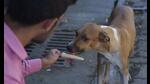 Mumbai, India - May 26, 2022: A dog lover feeds kulfi to a street dog in the afternoon during the hot summer at Bandra, in Mumbai, India, on Thursday, May 26, 2022. (Photo by Vijay Bate/HT Photo) (HT PHOTO)
