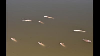 Large number of fish found dead at Sukhna Lake in Chandigarh on February 26, 2024. (Ravi Kumar/HT)