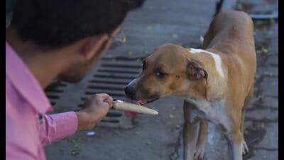 Mumbai, India - May 26, 2022: A dog lover feeds kulfi to a street dog in the afternoon during the hot summer at Bandra, in Mumbai, India, on Thursday, May 26, 2022. (Photo by Vijay Bate/HT Photo) (HT PHOTO) Mumbai, India - May 26, 2022: A dog lover feeds kulfi to a street dog in the afternoon during the hot summer at Bandra, in Mumbai, India, on Thursday, May 26, 2022. (Photo by Vijay Bate/HT Photo) (HT PHOTO)