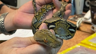 Scientists have developed an antibody that can block the effects of toxins in the venoms from a wide variety of snakes. (AFP) Scientists have developed an antibody that can block the effects of toxins in the venoms from a wide variety of snakes. (AFP)