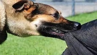 A dog owner in Delhi thrashed an auto-rickshaw driver and got him bitten multiple times by his dog when the latter asked him to keep the pet on a leash (Representational picture) (File photo) A dog owner in Delhi thrashed an auto-rickshaw driver and got him bitten multiple times by his dog when the latter asked him to keep the pet on a leash (Representational picture) (File photo)